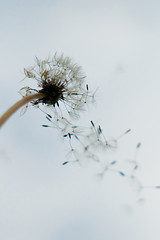 a dandelion seed flying up into the sky
