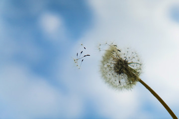 Obraz premium a dandelion seed flying up into the sky