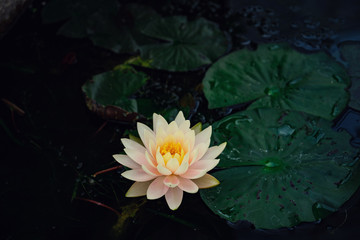 Beautiful Thai Lotus in dark blue water surface