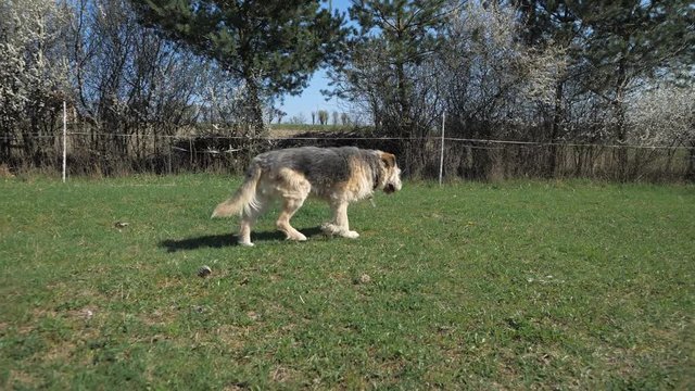 Insect Tipula or Marsh Crane Fly, Tipula oleracea, mating pair on dandelion stalk after blossom. Detail of insect having sex in grass.