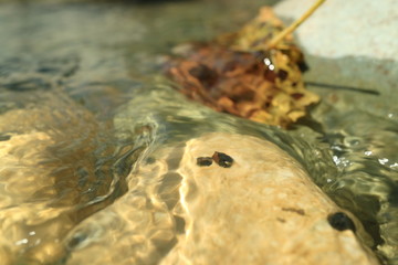 Mountain Creek. Pure water. Clear water. Flow. Waterfall.