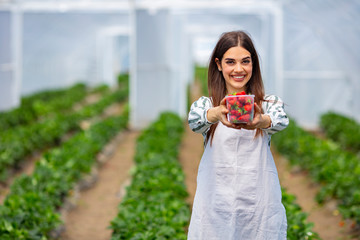 Shot of a young woman holding a crate full of freshly picked produce on a farm. Grown better and it tastes better. Friendly woman harvesting fresh strawberry from greenhouse garden