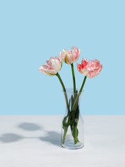 Flowers in a glass vase on a blue background
