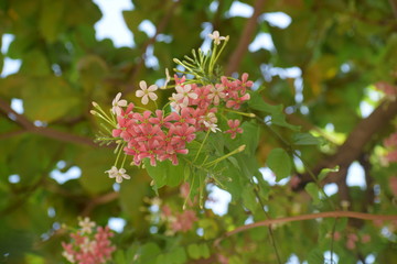 Combretum indicum, also known as the Rangoon creeper or Chinese honeysuckle, is a vine with red flower clusters and native to tropical Asia.