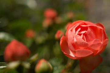 バラ　薔薇　ばら　ROSE　rose