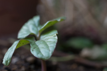 アサガオ　あさがお　朝顔　ふたば　双葉　新芽