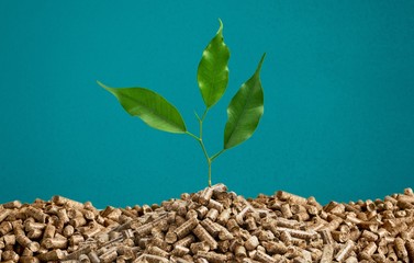 Growing young plant tree in wooden fertilizer
