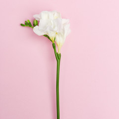 Delicate decorative flowers on a pink background.