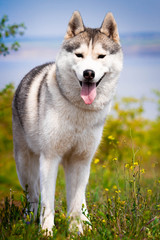 Portrait of a Siberian Husky. Close-up. A dog is standing on the grass. Landscape. Background river. A purebred dog without a leash.