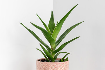 Aloe plant in a pink ceramic flower pot on the light background. Planting and care of indoor plants and flowers.
