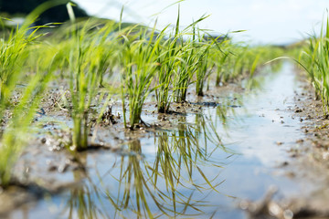 Rice seedlings newly planted in a wet rice field. 