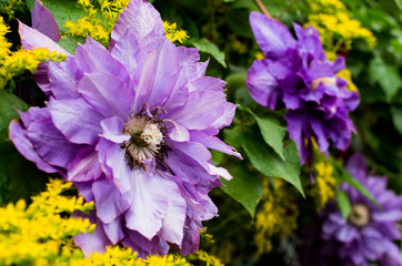 クレマチス　clematis flower 花