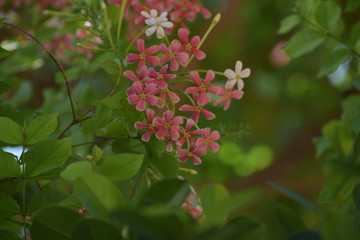 Combretum indicum, also known as the Rangoon creeper or Chinese honeysuckle, is a vine with red...