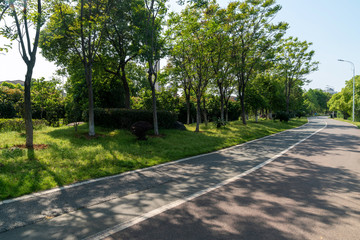 Walking path in forest. Walking path in woods
