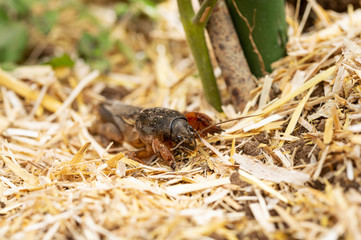 Cricket mole in the garden.