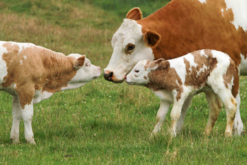 cow_generations © Kara