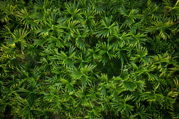 Palms from aerial view. Green nature background.