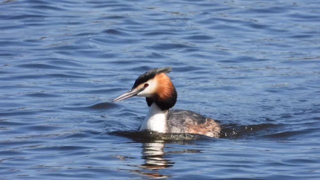 Haubentaucher&nbsp;(Podiceps cristatus) schwimmt
