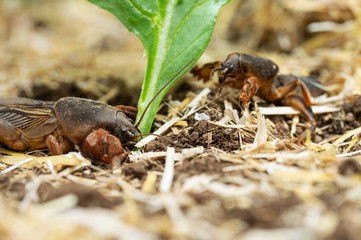 Two Cricket Moles feed on young plant stem. Garden pest.
