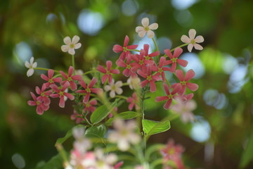 Combretum indicum, also known as the Rangoon creeper or Chinese honeysuckle, is a vine with red flower clusters and native to tropical Asia.