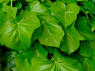 Fototapeta na wymiar bright green Boston Ivy waxy leaves in bright sunlight. shiny white reflections. background image. freshness and outdoors concept. beauty in nature. macro view of two large leaves.