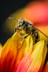 Honey bee on flower petals, close up/Honey bee on yellow with red flower petals. Close up.
