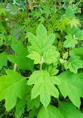 2020年5月10日撮影：八王子市寺田町「花が咲く前の柏葉紫陽花」
