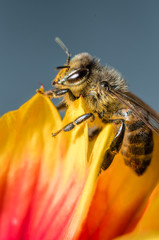bee on colorful flower petals/bee on colorful flower petals. Close up.