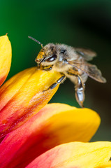 Honeybee collecting pollen on a colourful flower/Bee crawls over the stickers of a multicolored flower. Green background.