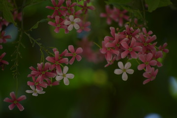 Combretum indicum, also known as the Rangoon creeper or Chinese honeysuckle, is a vine with red flower clusters and native to tropical Asia.