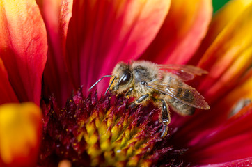 bee pollinates a colourful flower/Bee takes pollen from a colourful flower, close up