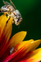 Fotobehang Honey bee on flower petals/Honey bee on flower petals. Close up. © alexey351