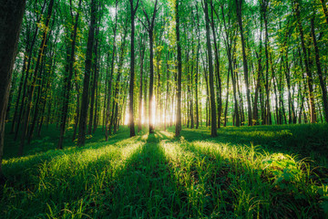 a spring forest trees. nature green wood sunlight backgrounds.