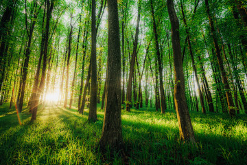 Fototapeta premium a spring forest trees. nature green wood sunlight backgrounds.