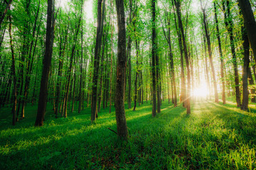 Fototapeta premium wiosenne drzewa leśne. natura zielone światło słoneczne drewna tła.