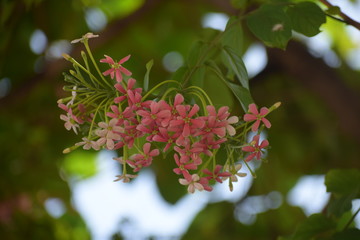 Combretum indicum, also known as the Rangoon creeper or Chinese honeysuckle, is a vine with red flower clusters and native to tropical Asia.