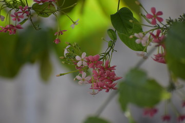 Combretum indicum, also known as the Rangoon creeper or Chinese honeysuckle, is a vine with red...