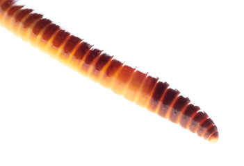 Earthworm on a white background.