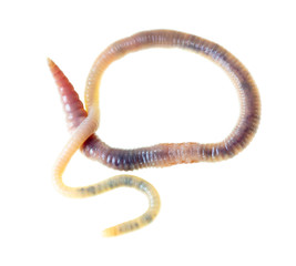 Earthworm on a white background.