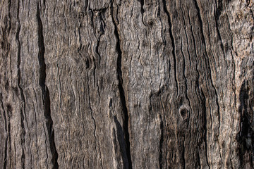 Close up shot of dead tree showing cracks and texture. Old timber that's weathered a lot