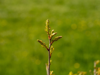 Zweig mit Knospen vor unscharfem grünen Hintergrund, Freisteller