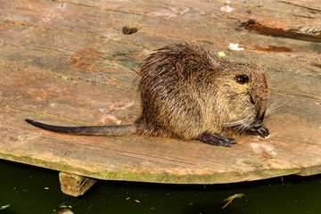 Coypu (Myocastor coypus) or nutria