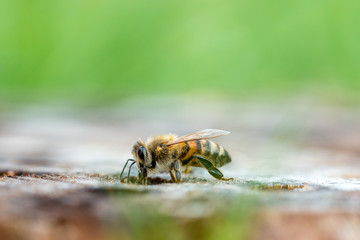 Honeybee portrait macro