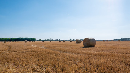 Straw on the meadow. Wheat yellow golden harvest in summer. Countryside natural landscape. Grain...