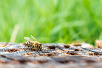 Honeybee portrait macro