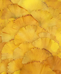 Feuilles de Gingko biloba en automne