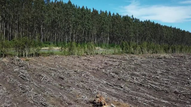 Tilt Up Aerial View of Deforested Field and Artificial Forest in Countryside of Chile