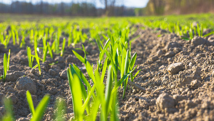 young wheat plants growing in the field