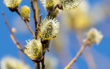 Flowers on willow branches in nature.