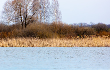 The reeds on the lake.